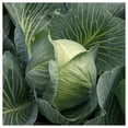 thumbnail image 3 of Everwilde Farms - 500 Early Round Dutch Cabbage Seeds - Gold Vault Jumbo Bulk Seed Packet, 3 of 5