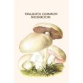 thumbnail image 1 of psalliota common mushroom-Fine Art Canvas Print (20" x 30"), 1 of 1