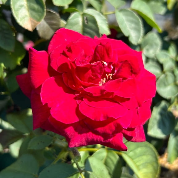 Echo® Brindabella™ Crimson Knight Rose - Rosa x 'GRAnib' PP31742