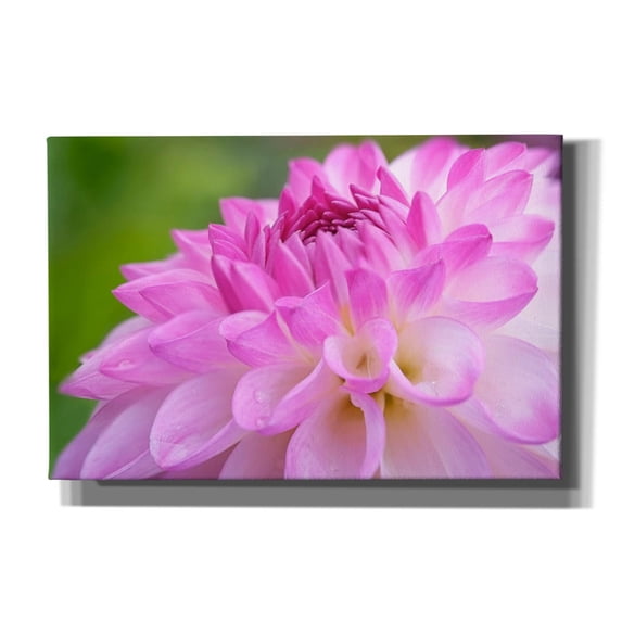 Epic Graffiti 'Cerise Pink Dahlia' by Cora Niele, Canvas Wall Art, 18"x12"
