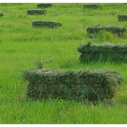 Moxie Teff Grass Seed - 1 Lb.