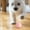 Pink, variant on SIfdSeng Pet Smart Rolling Cat Toy Teaser Cat Pet Toy Star Planet Chew Toys for Small Dogs Puppy Teething Toys Bulk Funny Dog Toys