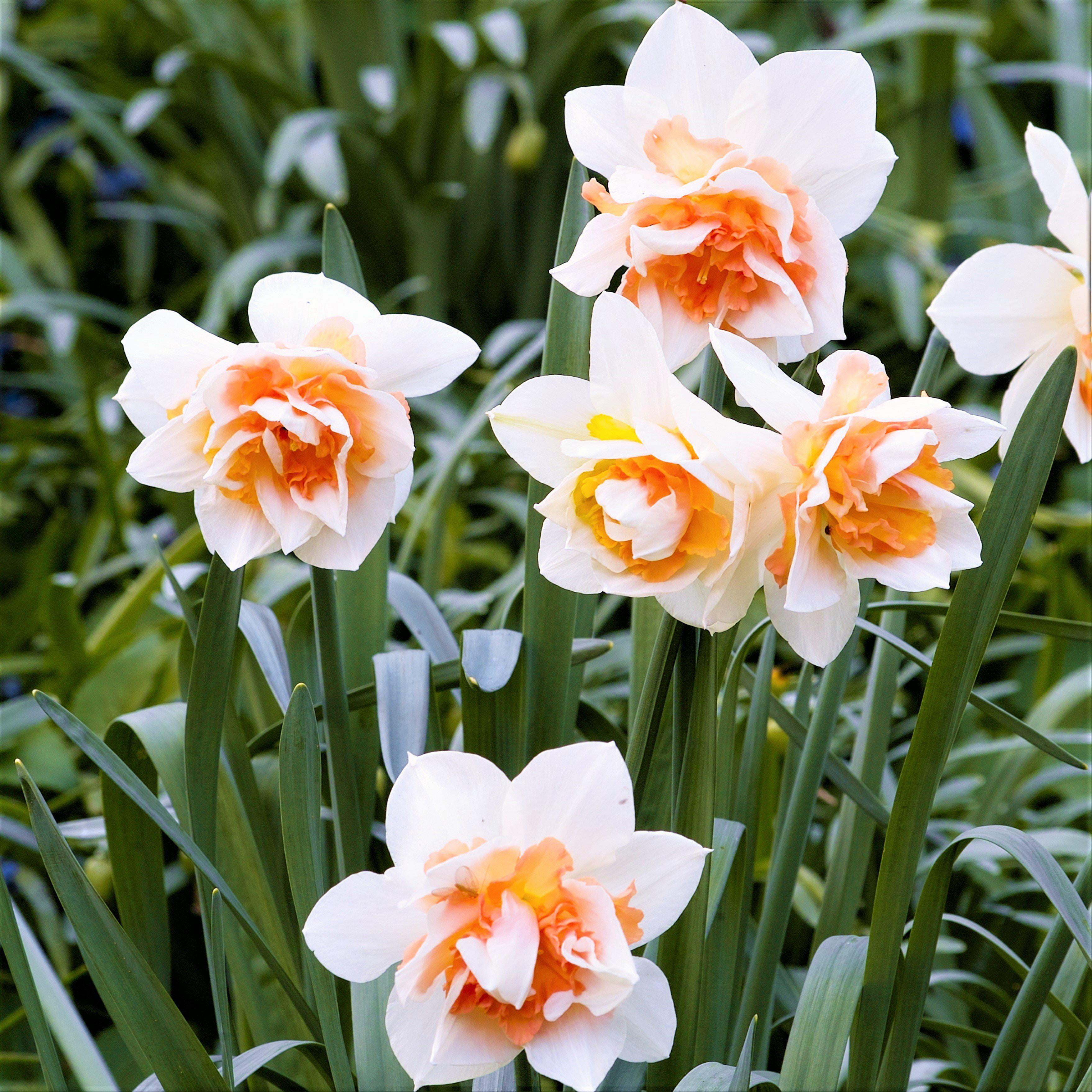 Daffodil Replete, Value Pack