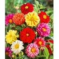 KIRA SEEDS Double DHF10 Dahlia Mix Annual Flowers for Planting