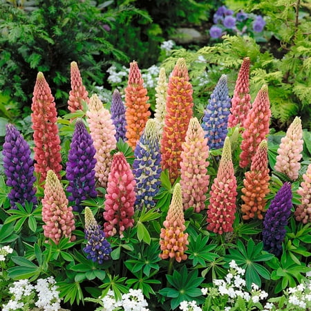 Eden Brothers Russell Lupine Seeds - Minarette Dwarf Mix