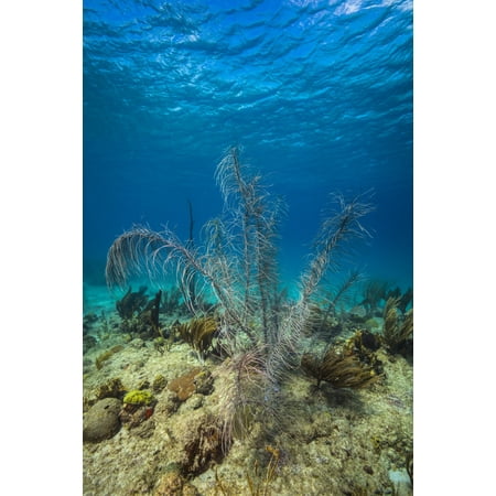Coral reef in St Croix US Virgin Islands Poster Print by Jennifer IdolStocktrek