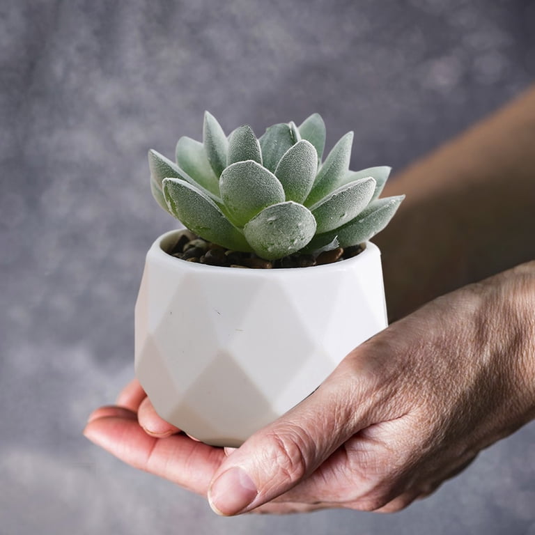 where can i buy succulent plants Succulent Discovery 20-pack: Easy, Cute & Colorful Plants – Includes 10  Unique Varieties