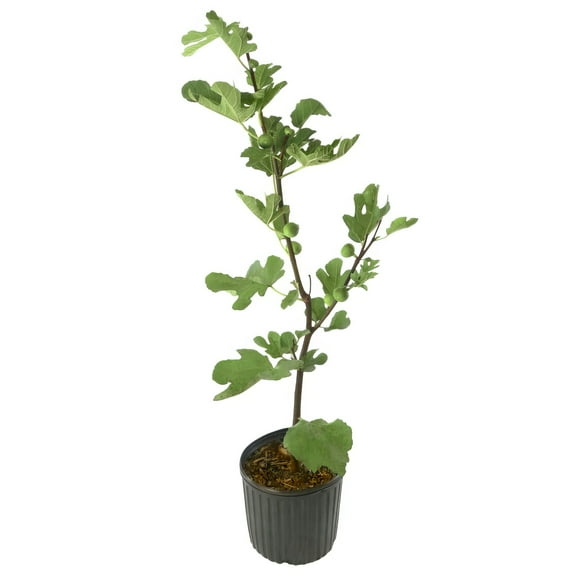 National Plant Network 3 gal Celeste Fig Live Shrub with Full Sunlight