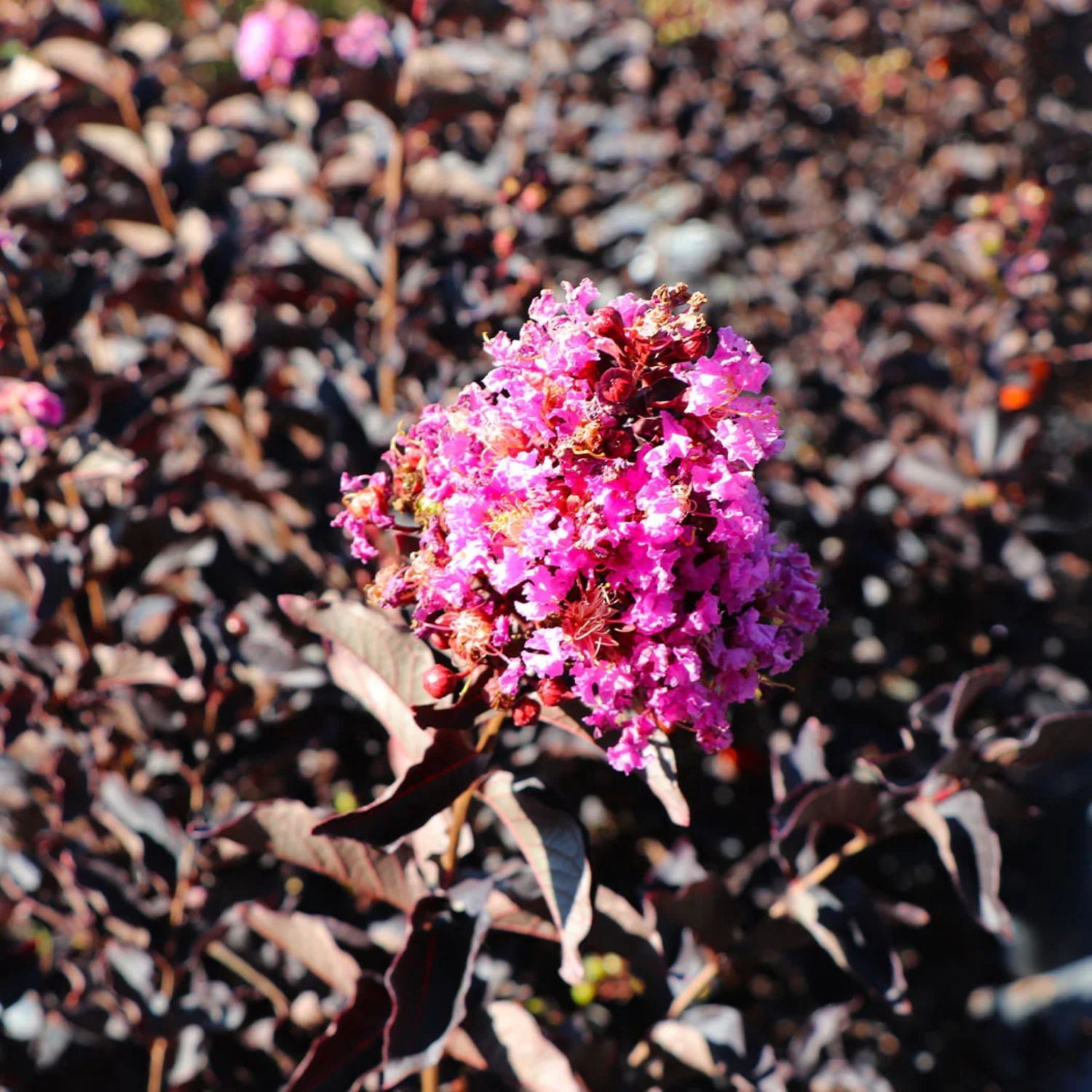 Black Diamond Blooms 3-4 ft. tall Pave Pink Crape Myrtle Live Tree in 7-Gallon Grower Pot