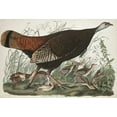 thumbnail image 2 of Audubon, John James 32x23 White Modern Wood Framed Museum Art Print Titled - Great American Hen and Young , 2 of 4