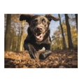 thumbnail image 3 of 500-Piece Animal & Dog Puzzle for Adults, Teens, and Families – A Fun, Educational Challenge for Animal Lovers, 3 of 8