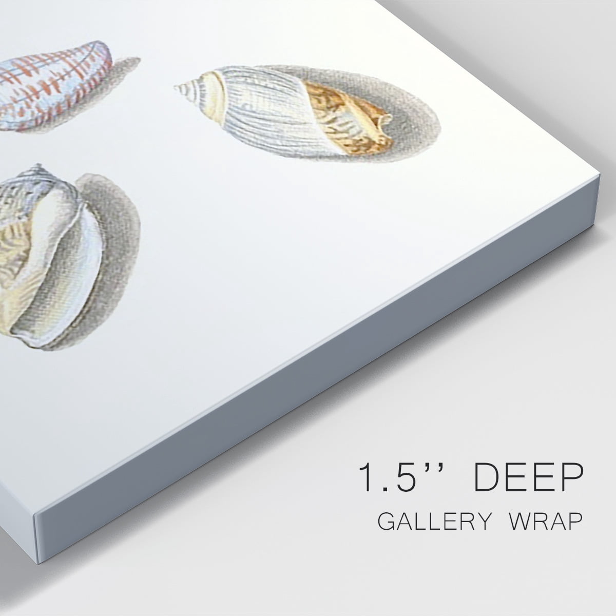Pastel Knorr Shells III Premium Gallery Wrapped Canvas - Ready to Hang
