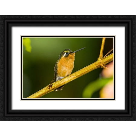 Lord, Fred 24x17 Black Ornate Wood Framed with Double Matting Museum Art Print Titled - Costa Rica White-throated mountain-gem