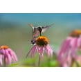 thumbnail image 2 of Fitzharris, Tim 24x17 Black Ornate Wood Framed with Double Matting Museum Art Print Titled - Black Chinned Hummingbird on Purple Coneflower, 2 of 4