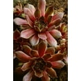 thumbnail image 2 of Bush, Marie 14x18 Black Ornate Wood Framed with Double Matting Museum Art Print Titled - Canada Succulent plant close-up, 2 of 4