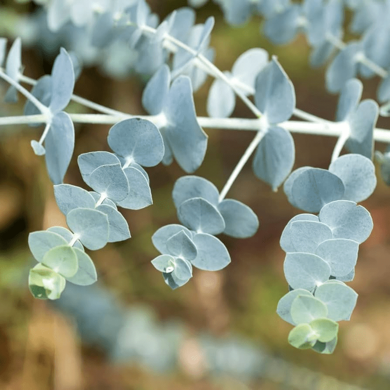 Live Eucalyptus Eucalyptus Plant Tree, Indoor Outdoor Fragrant Baby Blue Eucalyptus in 2.5'' Pot