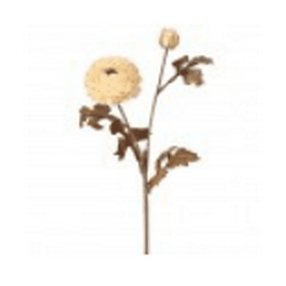 24" Ranunculus stem (cream)