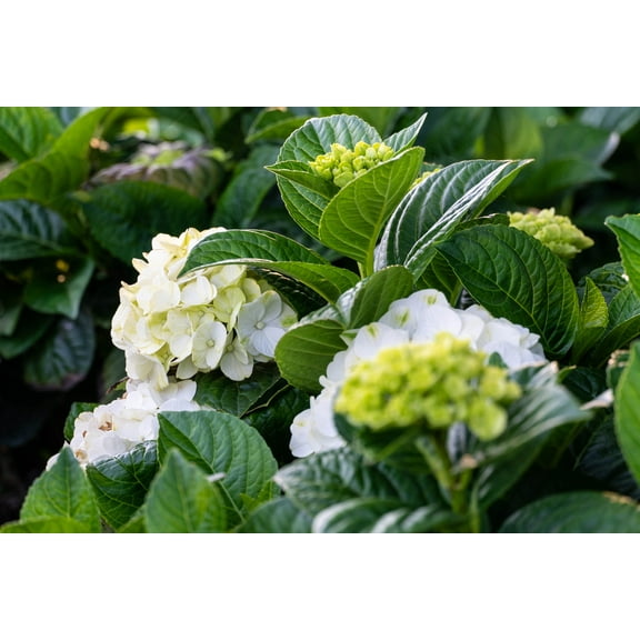 Bloomin' Easy Grin and Tonic Reblooming Hydrangea Live Shrub