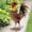 Brown, variant on Bear Statue Welcome Sign Garden Statue with Solar Lights, 19 Inches Resin Bear Family on The Tree, Outdoor Bear Décor for Yard, Garden, Lawn, Patio, Black and Brown Animal Statue
