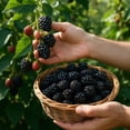 thumbnail image 6 of Triple Crown Blackberry Starter Plants - Set of 2, Thornless Berry Bush, Full Sun, USDA Zones 5 to 9, Ships Bare Root, No Pot, 6 of 8