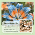 thumbnail image 4 of Lily Bulbs,Low Maintenance - Easy Grow - Ideal For Beds Borders, Plant Pots & Planters, 4 of 4
