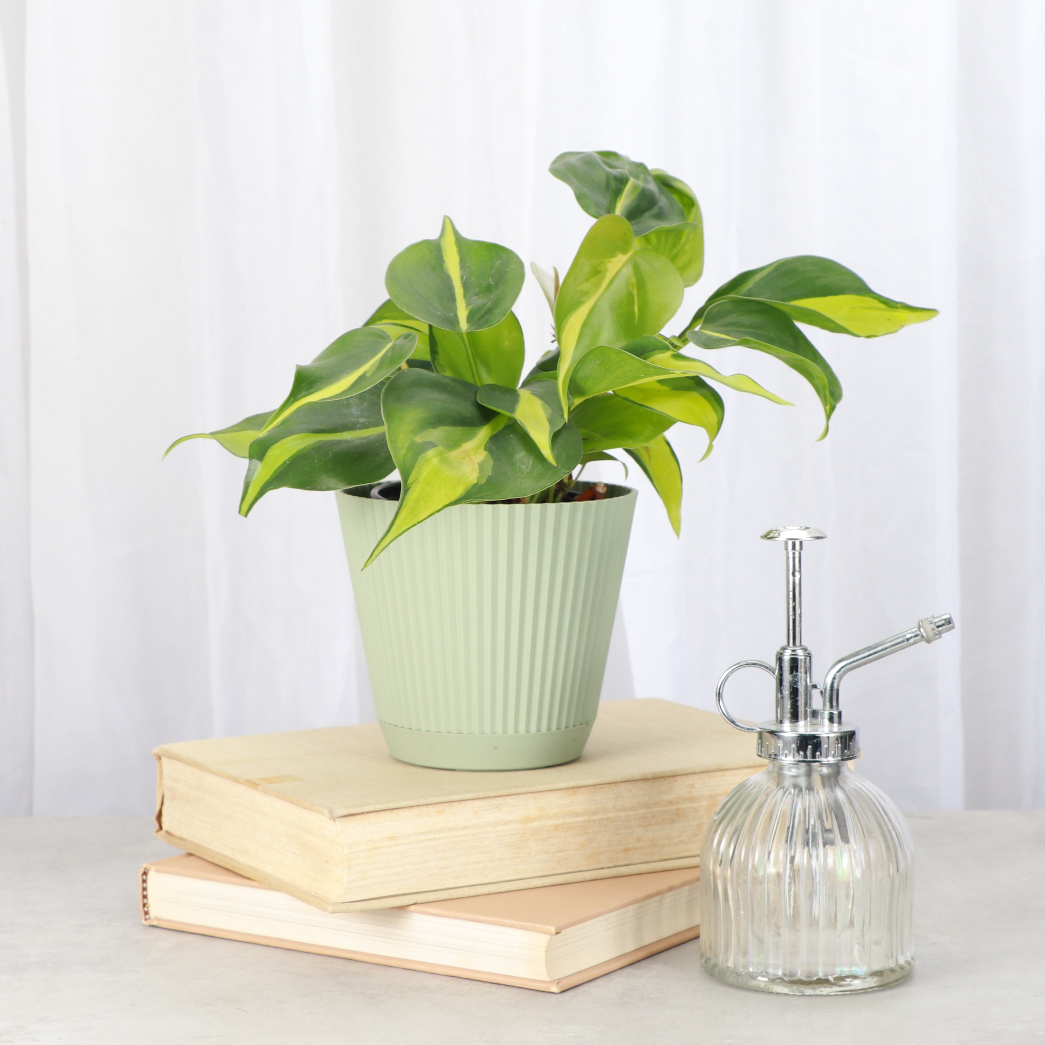 Live Brazil Philodendron Plant - Fast Growing - 4" Decorative Pot Cover - Thorsen's Greenhouse