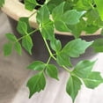 thumbnail image 4 of China Doll Plant - Live Plant in a 6 Inch Pot -Radermachera Sinica - Beautiful Easy Care Indoor Houseplant, 4 of 5