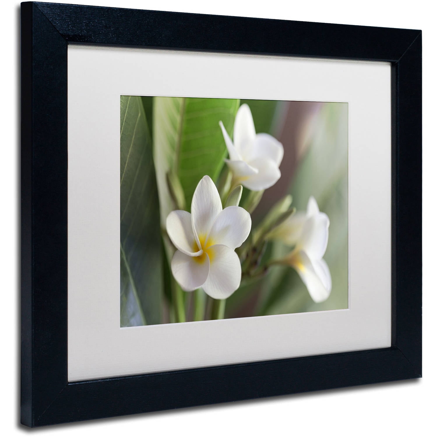 Trademark Fine Art 'Plumeria Bloom' Canvas Art by Pierre Leclerc, White Matte, Black Frame
