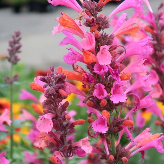 Agastache 'Kudos Coral' -Hummingbird Mint- Live Starter Plant