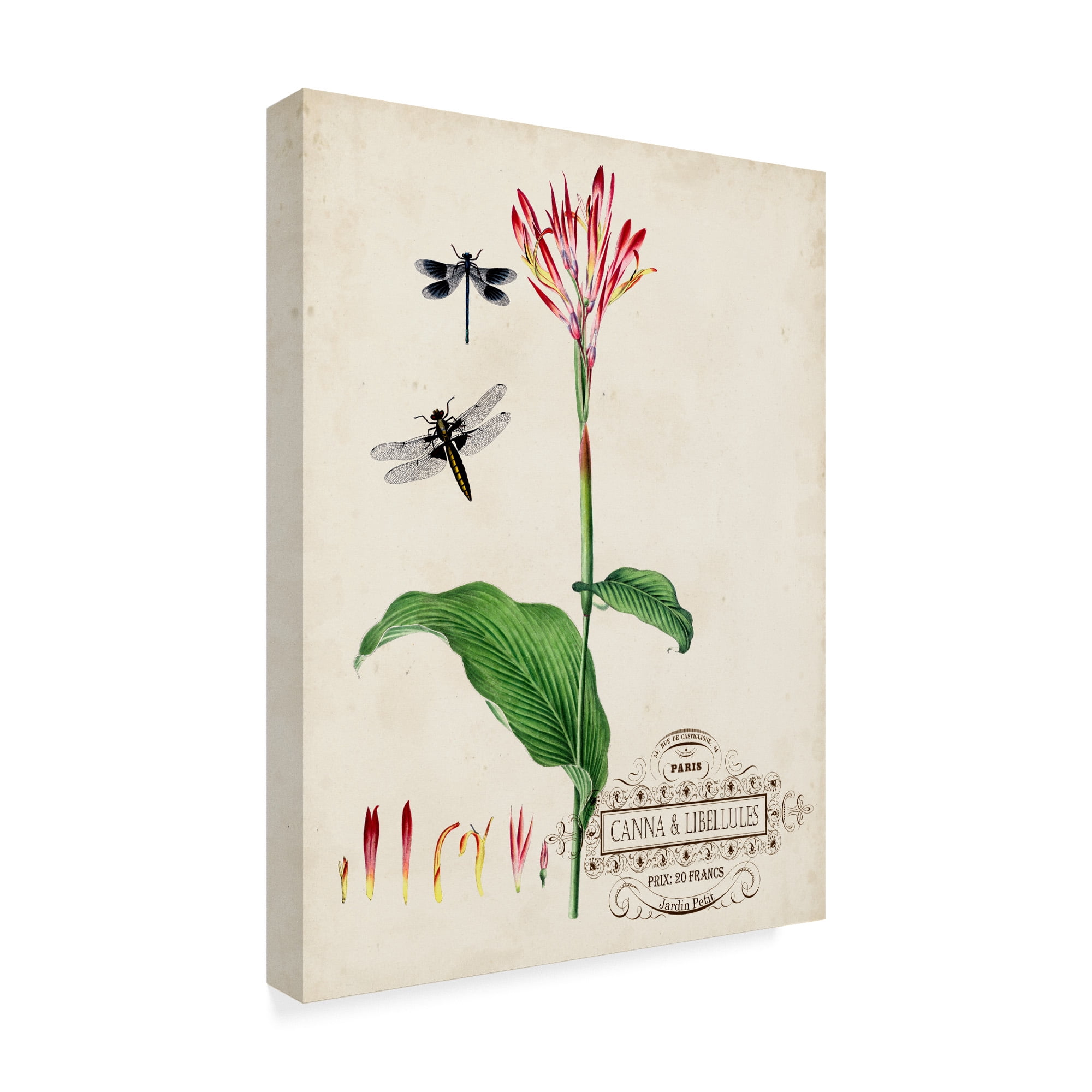 Trademark Fine Art 'Canna And Dragonflies II' Canvas Art by Vision Studio