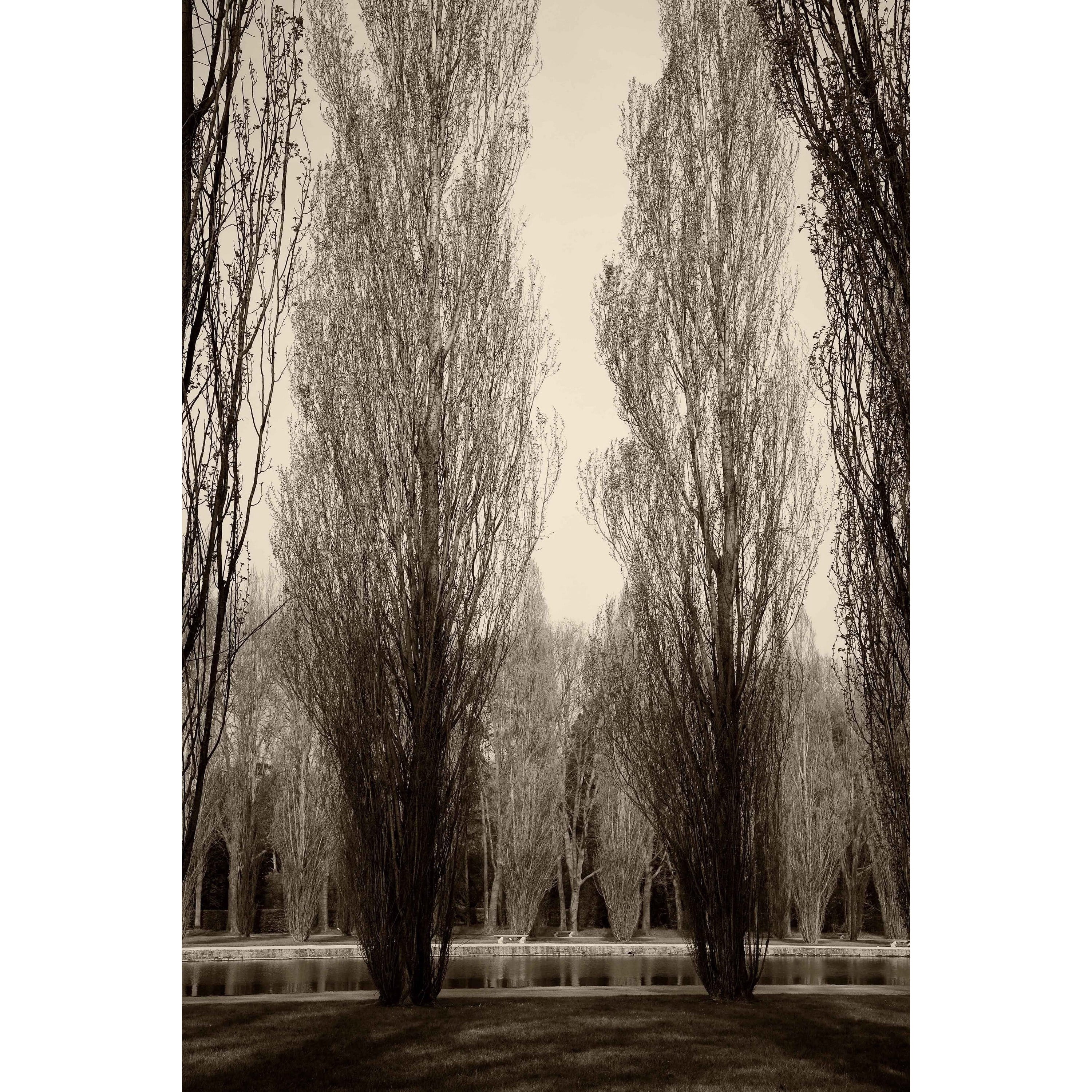 "Tree Pair" Painting Print on Wrapped Canvas