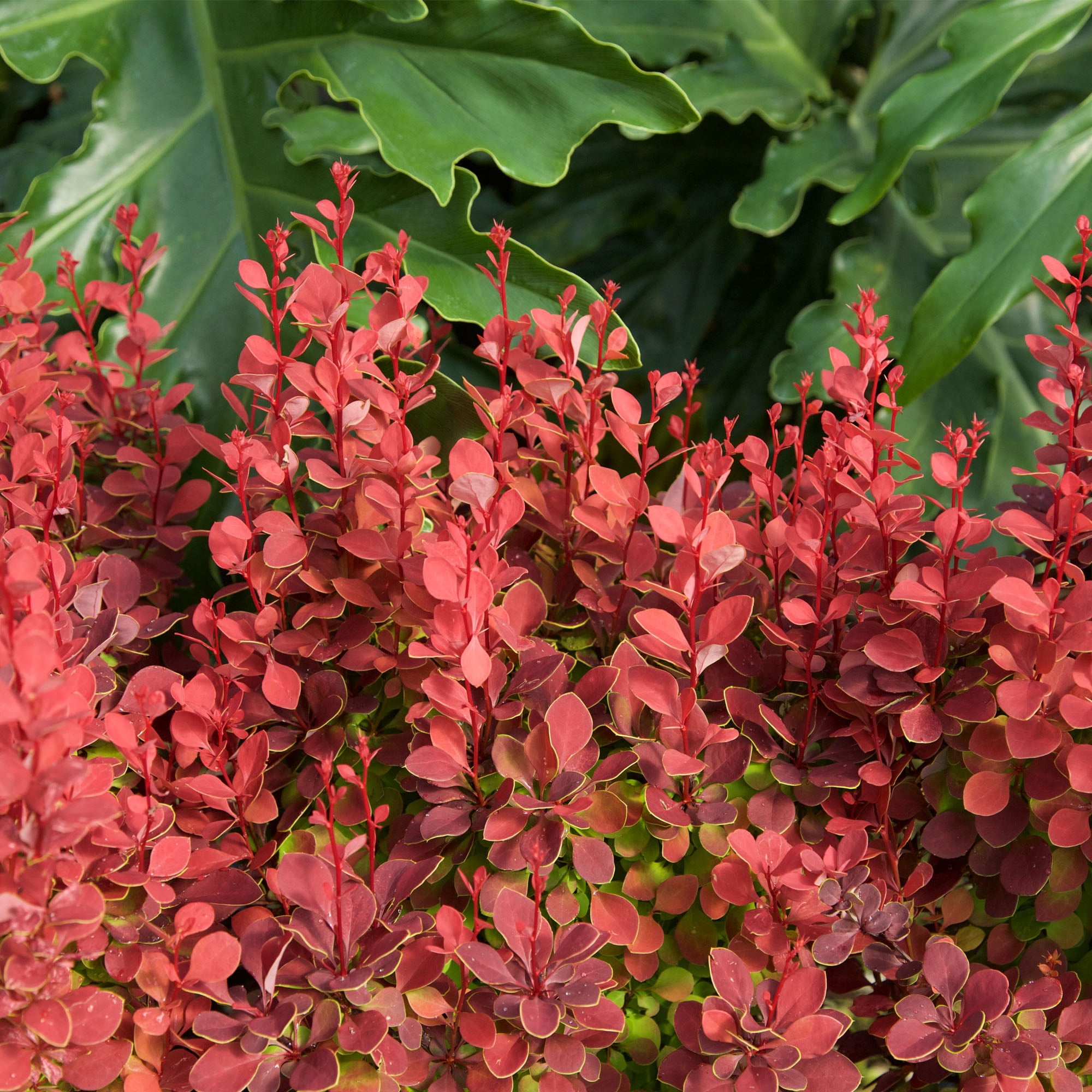 Southern Living Barberry Orange Rocket Live Shrub in 2-Gallon Grower Pot
