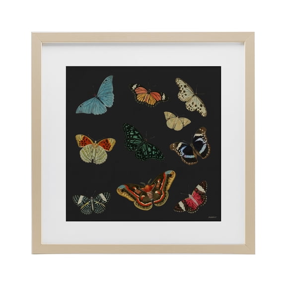 Stupell Industries Eclectic Insects Group on Black Birch Framed Print Under Glass, 16 x 16, by Dan Meneely