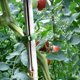 thumbnail image 5 of 1000 Piezas Pinzas de Soporte de Plantas de JardíN, Pinzas de Tomate, Pinzas de Enrejado, para Vid de Calabaza de Flor de Pepino, DiáMetro Interior de 1 Pulgada, 5 of 5