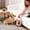 B, variant on Squeaky Dog Puzzle Toys Treat Dispensing Interactive Dog Toys for Small,Boredom Relief Puppy Chew Toys Durable for Teething and Brain Stimulation，A