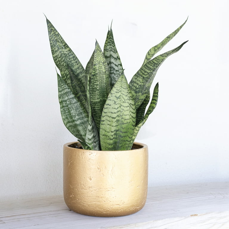 United Nursery Live Sansevieria Zeylanica Houseplant 12-14in Tall in 6in  Premium Ecopot Pure White