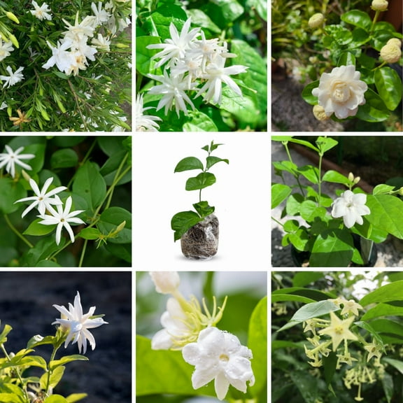 Set 3 White Jasmine Plants Indoor and Ourdoor Plant, Jasmine Plants Live 4-8 Inches
