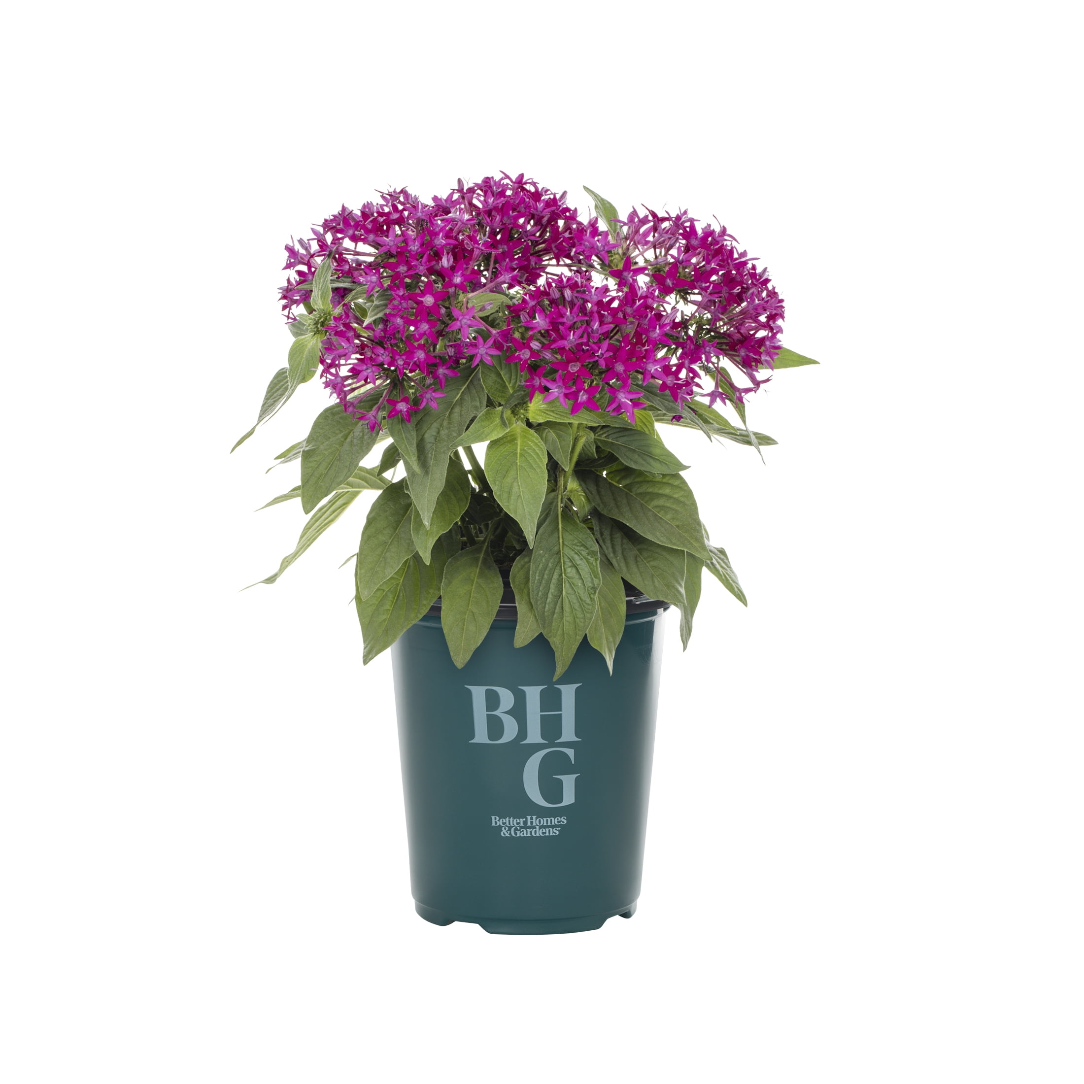 Better Homes & Gardens 1.5PT Purple Pentas Live Annual Plant Sun 5-Pack