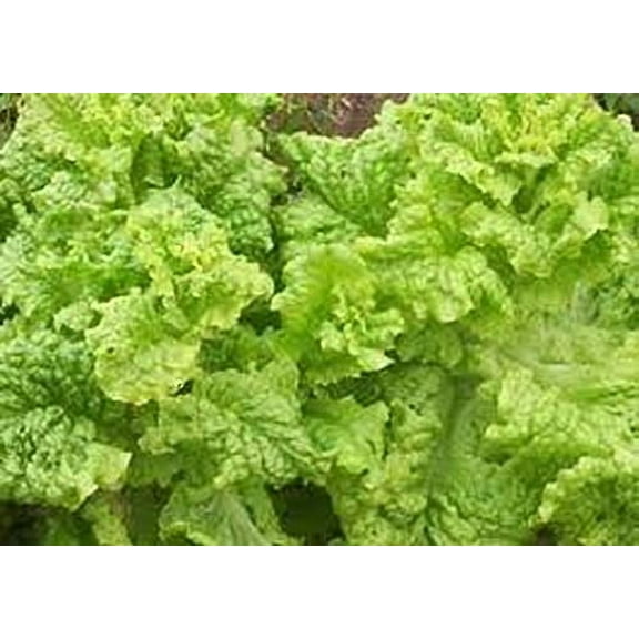 Lettuce Black Seeded Simpson Great Heirloom Vegetable by Seed Kingdom 1/4 LB Seeds