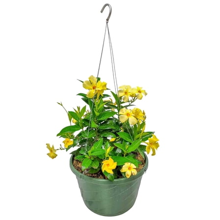 Tropical Plants of Florida 12" Hanging Yellow Dipladenia Flower Basket; 14" Wide by 16" Tall