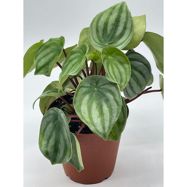 Watermelon begonia sale