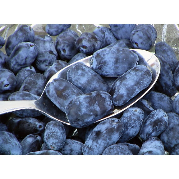 Indigo Treat Edible Honeysuckle - Haskap - 4" Pot