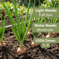 thumbnail image 2 of 1 Pound Shallot Bulbs for Planting, Large High-Yield Shallots, Cold Hardy Vegetable Bulbs for Fall and Spring Gardening, 2 of 5