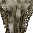 thumbnail image 5 of Vickerman Natural Botanicals 14" x 5" Everlasting Shiny White (hammer) 60 grams per unit, 5 of 8