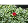 Variegated Baby Sun Rose Live Plants Aptenia Cordifolia Variegata