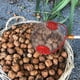 thumbnail image 3 of Recolector de Nueces para Jardín, Tambor de Acero Inoxidable, Apto para Recolección de Desechos de Manzanas, Bellotas, Piñas y Nueces, Bola Pequeña, 3 of 5