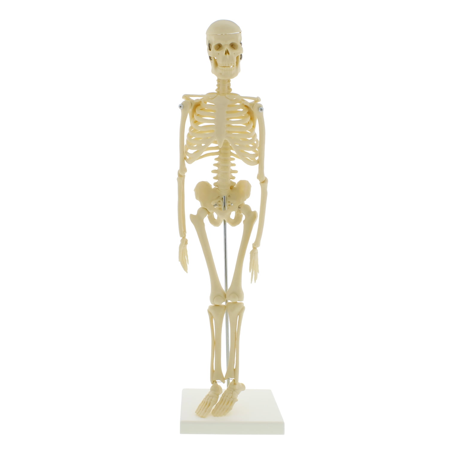 YLLN Mini Skeleton 17in Human Skeleton Model for Anatomy Anatomical Skeleton Human Skeleton Anatomy Skeleton Model 45cm