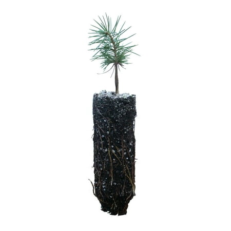 Planting Tree Seedlings - Deodar Cedar | Medium Tree Seedling | The Jonsteen Company