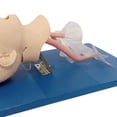 thumbnail image 6 of DENEST Intubation Manikin Teaching Child Model Airway Management Lab PVC, 6 of 9