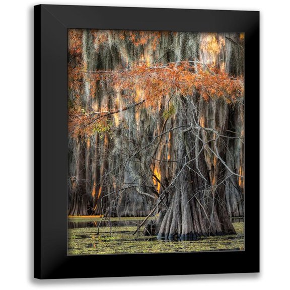 Head, Danny 11x14 Black Modern Framed Museum Art Print Titled - On the Bayou V